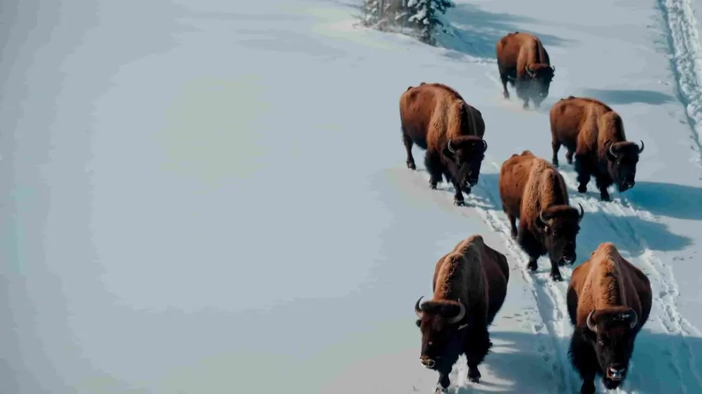 Exploring the Unknown Frontiers of Alaska’s Wilderness with Night Vision Thermal Optics Exploring the Unknown Frontiers of Alaska’s Wilderness with Night Vision Thermal Optics