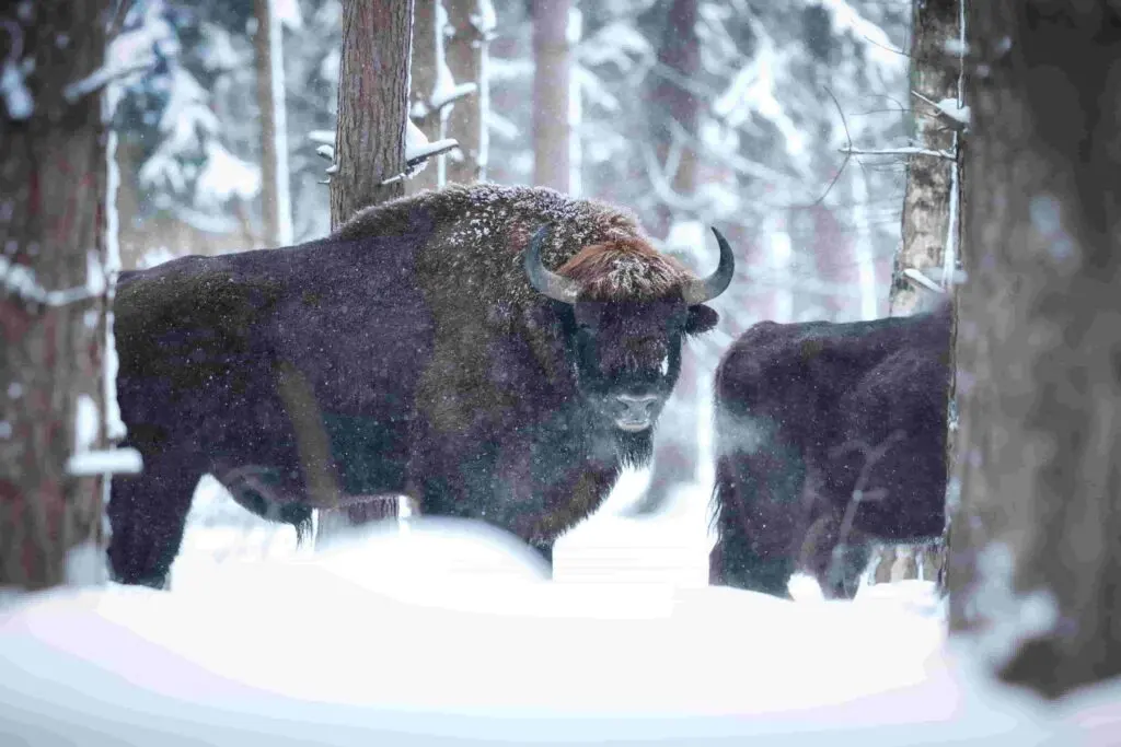 Why Thermal Imaging Changes the Game for Alaska Hunters Why Thermal Imaging Changes the Game for Alaska Hunters